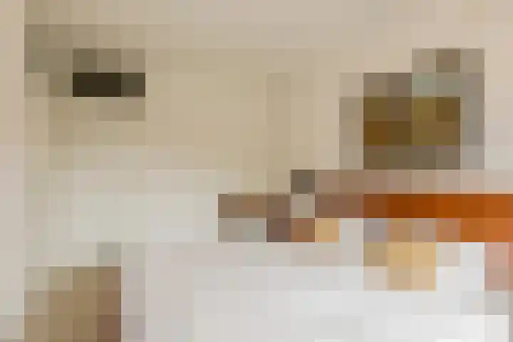 Schapendries 101 Oosterhout thumbnail 16