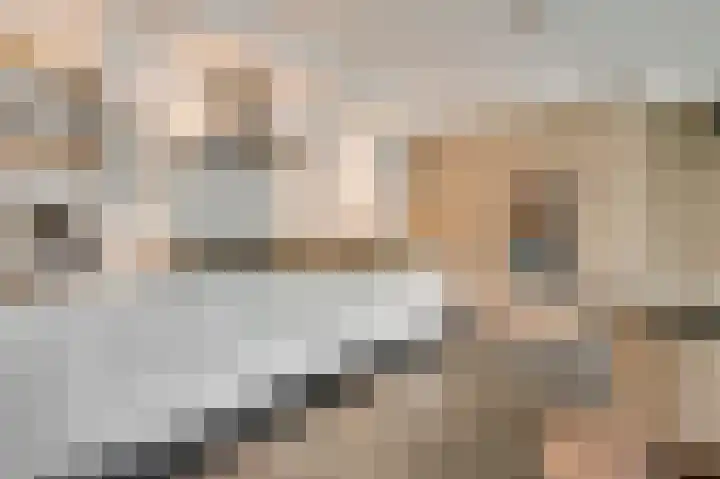 Schapendries 5 Roermond thumbnail 15