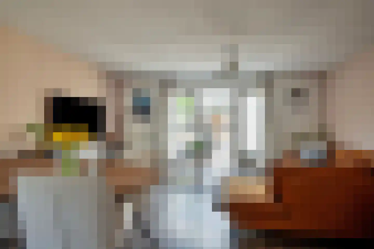 Schapendrift 10 Barneveld thumbnail 6