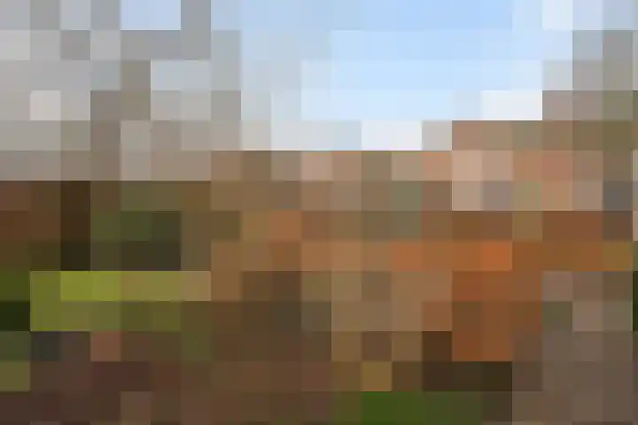 Schapendrift 131 Beilen thumbnail 48