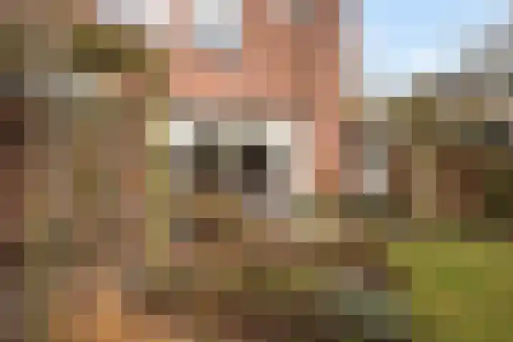 Schapendrift 131 Beilen thumbnail 51