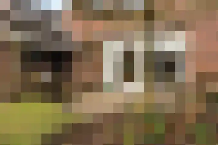 Schapendrift 131 Beilen thumbnail 52