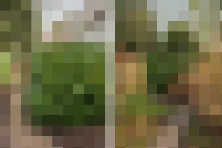 Schapendrift 131 Beilen thumbnail 54