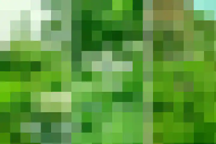 Schapendrift 131 Beilen thumbnail 68