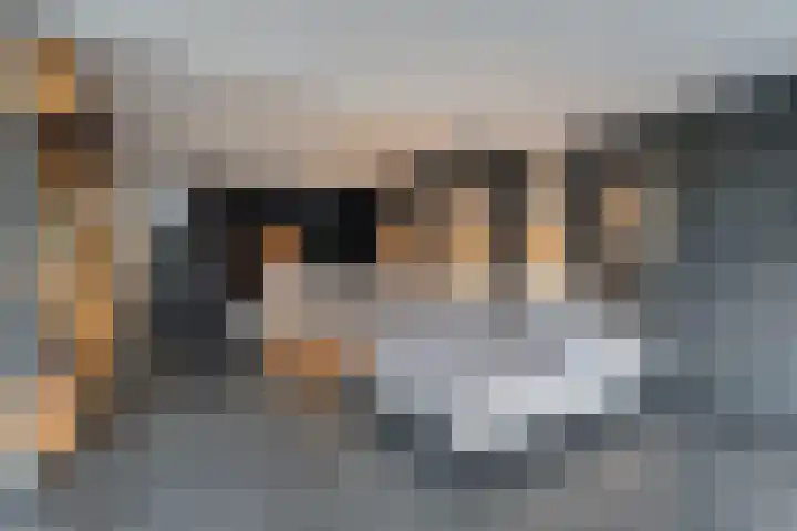 Schapendrift 135 Beilen thumbnail 12