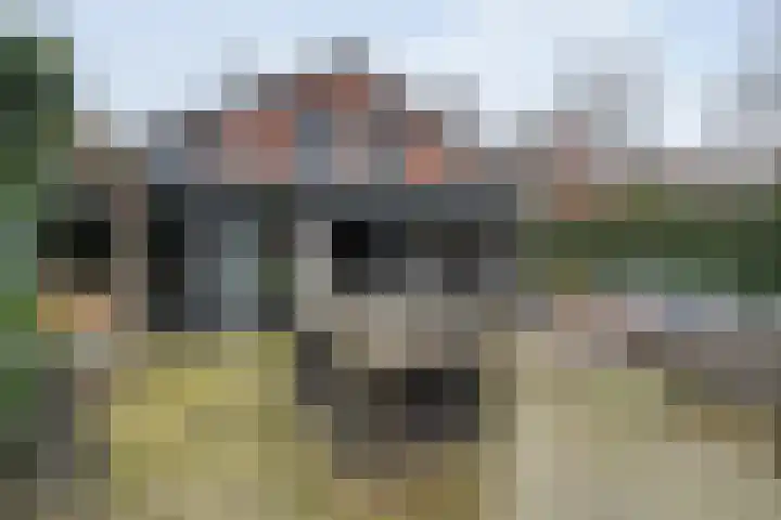 Schapendrift 135 Beilen thumbnail 37