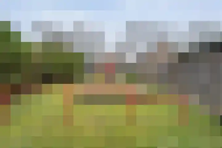Schapendrift 135 Beilen thumbnail 44