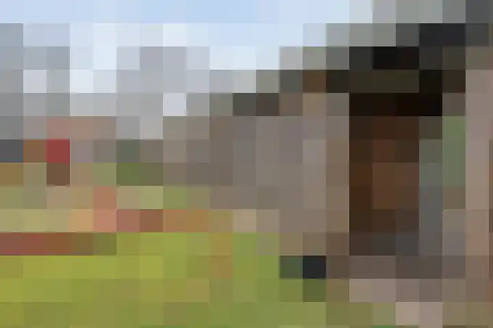 Schapendrift 135 Beilen thumbnail 45