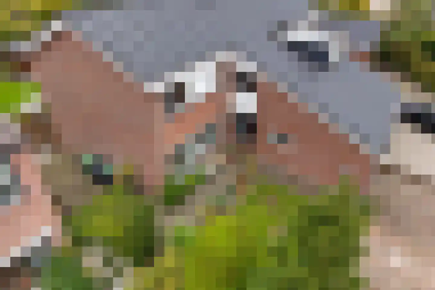 Schapendrift 143 Beilen thumbnail 41