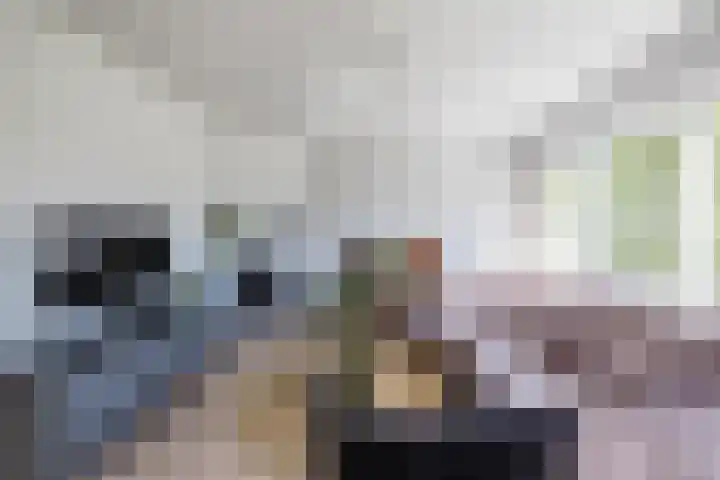 Schapendrift 153 Beilen thumbnail 11