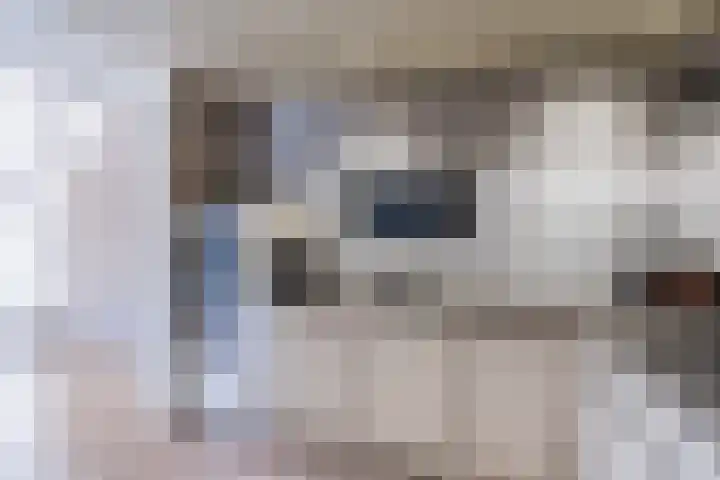 Schapendrift 153 Beilen thumbnail 19