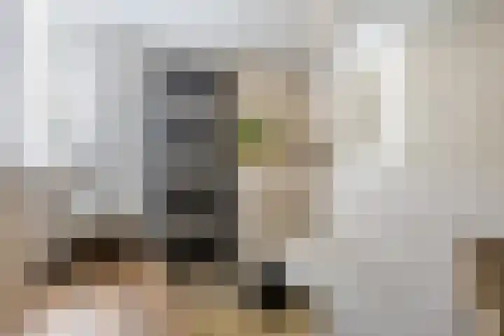 Schapendrift 153 Beilen thumbnail 45