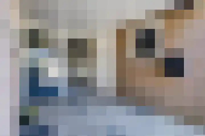 Schapendrift 153 Beilen thumbnail 7