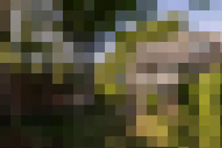 Schapendrift 2 Huizen thumbnail 10