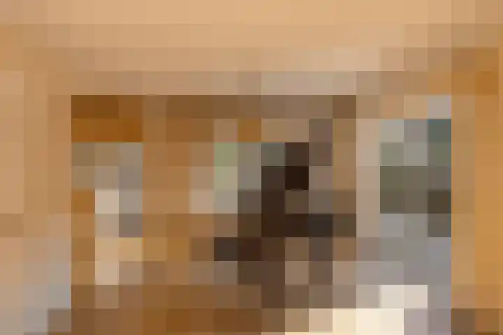 Schapendrift 2 Huizen thumbnail 4