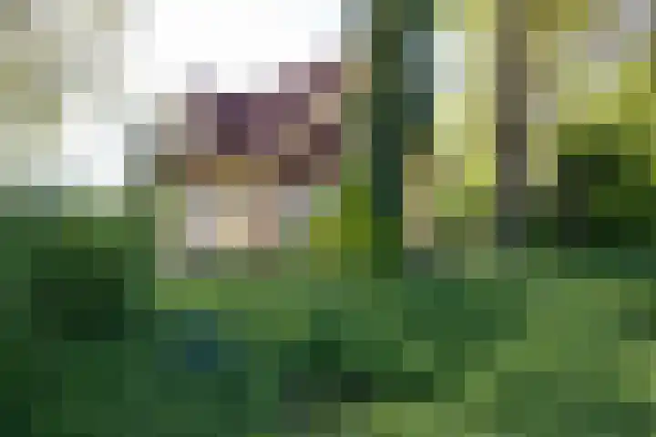 Schapendrift 25 Elspeet thumbnail 13
