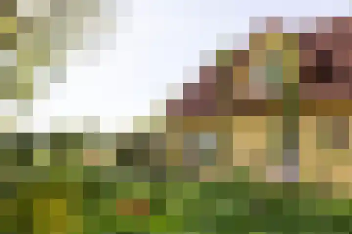 Schapendrift 25 Elspeet thumbnail 15
