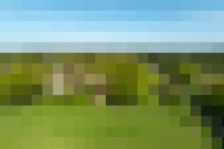 Schapendrift 25 Elspeet thumbnail 4