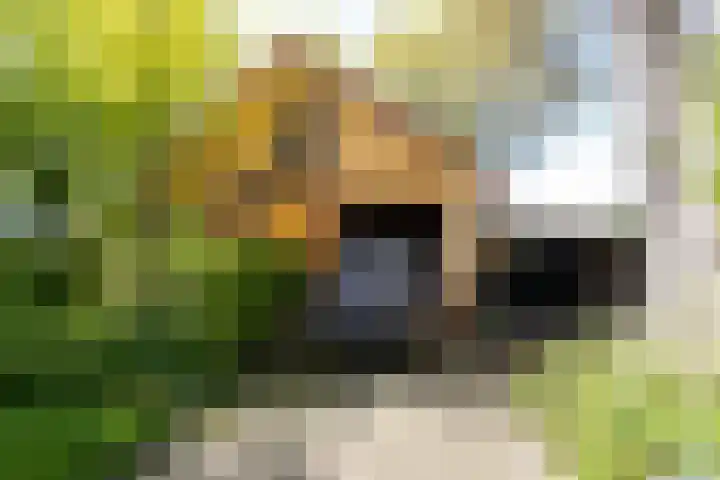 Schapendrift 25 Elspeet thumbnail 45