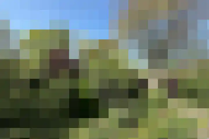 Schapendrift 25 Elspeet thumbnail 57