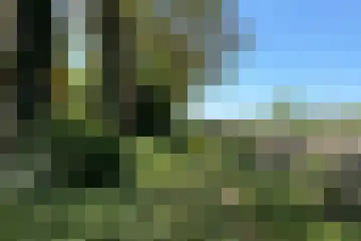 Schapendrift 25 Elspeet thumbnail 59