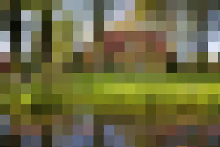 Schapendrift 25 Elspeet thumbnail 6