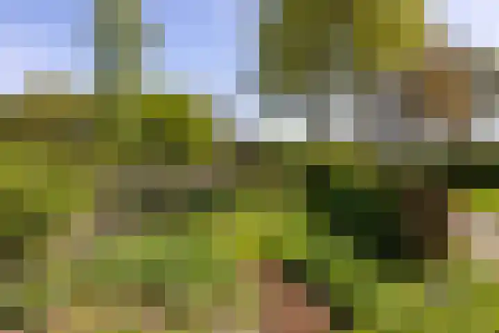 Schapendrift 25 Elspeet thumbnail 60