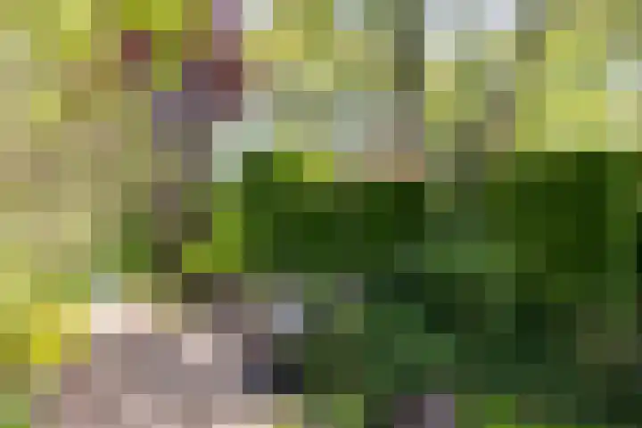 Schapendrift 25 Elspeet thumbnail 62