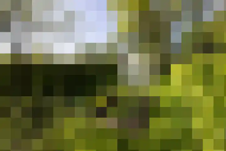Schapendrift 25 Elspeet thumbnail 63