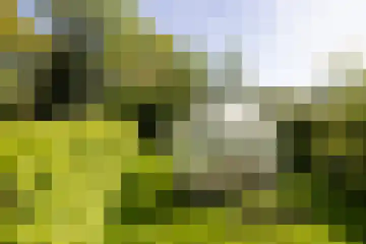 Schapendrift 25 Elspeet thumbnail 64