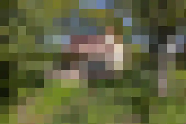 Schapendrift 25 Elspeet thumbnail 68