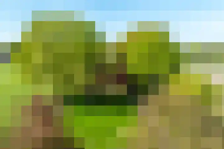 Schapendrift 25 Elspeet thumbnail 7