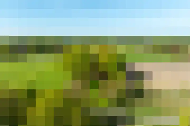 Schapendrift 25 Elspeet thumbnail 74