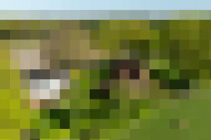 Schapendrift 25 Elspeet thumbnail 75