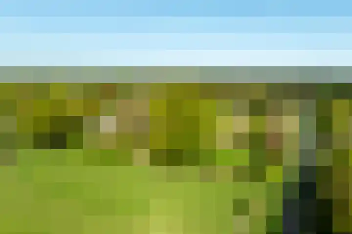 Schapendrift 25 Elspeet thumbnail 76