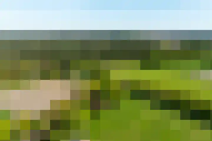 Schapendrift 25 Elspeet thumbnail 78