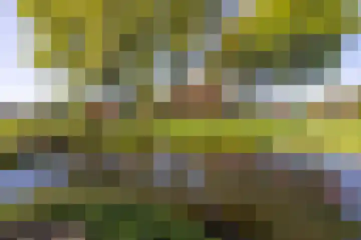 Schapendrift 25 Elspeet thumbnail 8