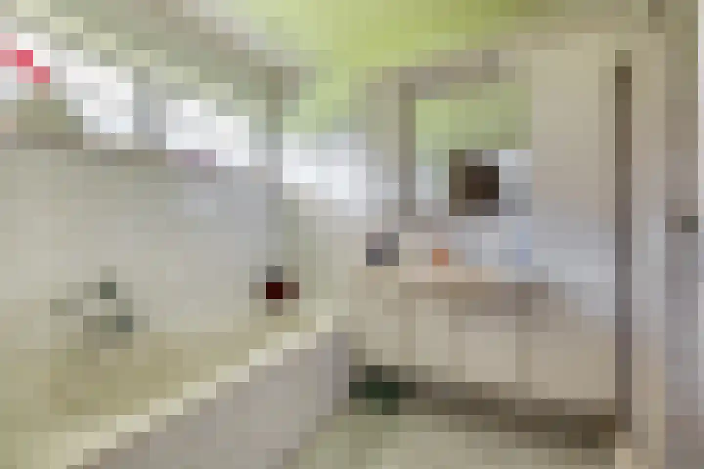 Schapendrift 3 Mussel thumbnail 32