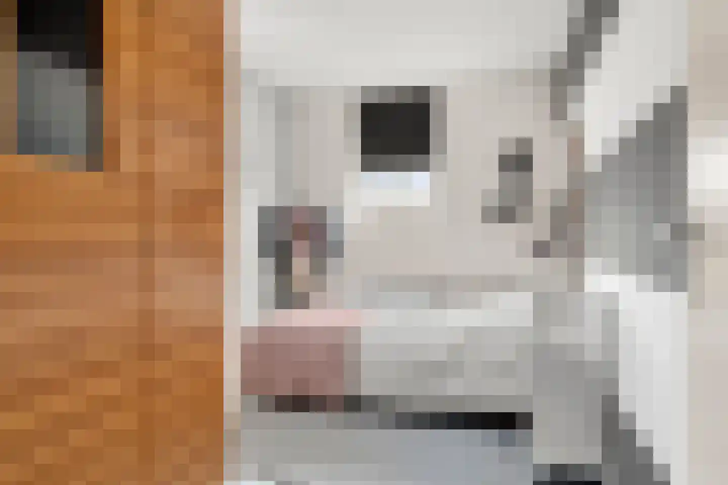 Schapendrift 30 Barneveld thumbnail 26
