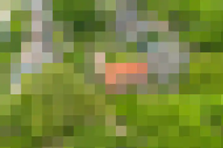 Schapendrift 36 Laren thumbnail 37