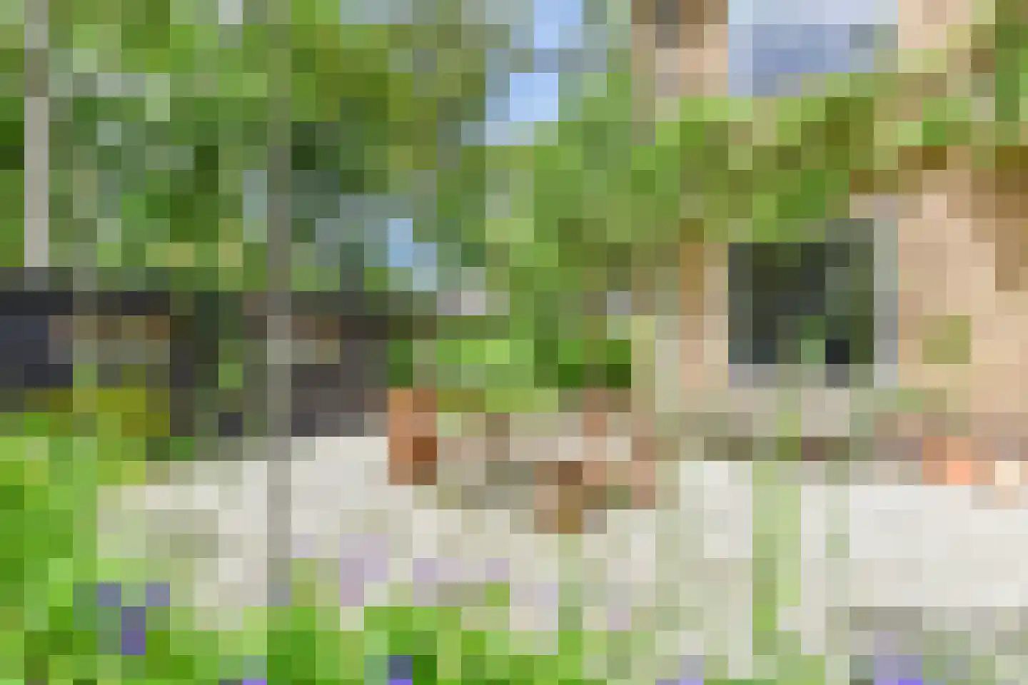 Schapendrift 40 Laren thumbnail 6