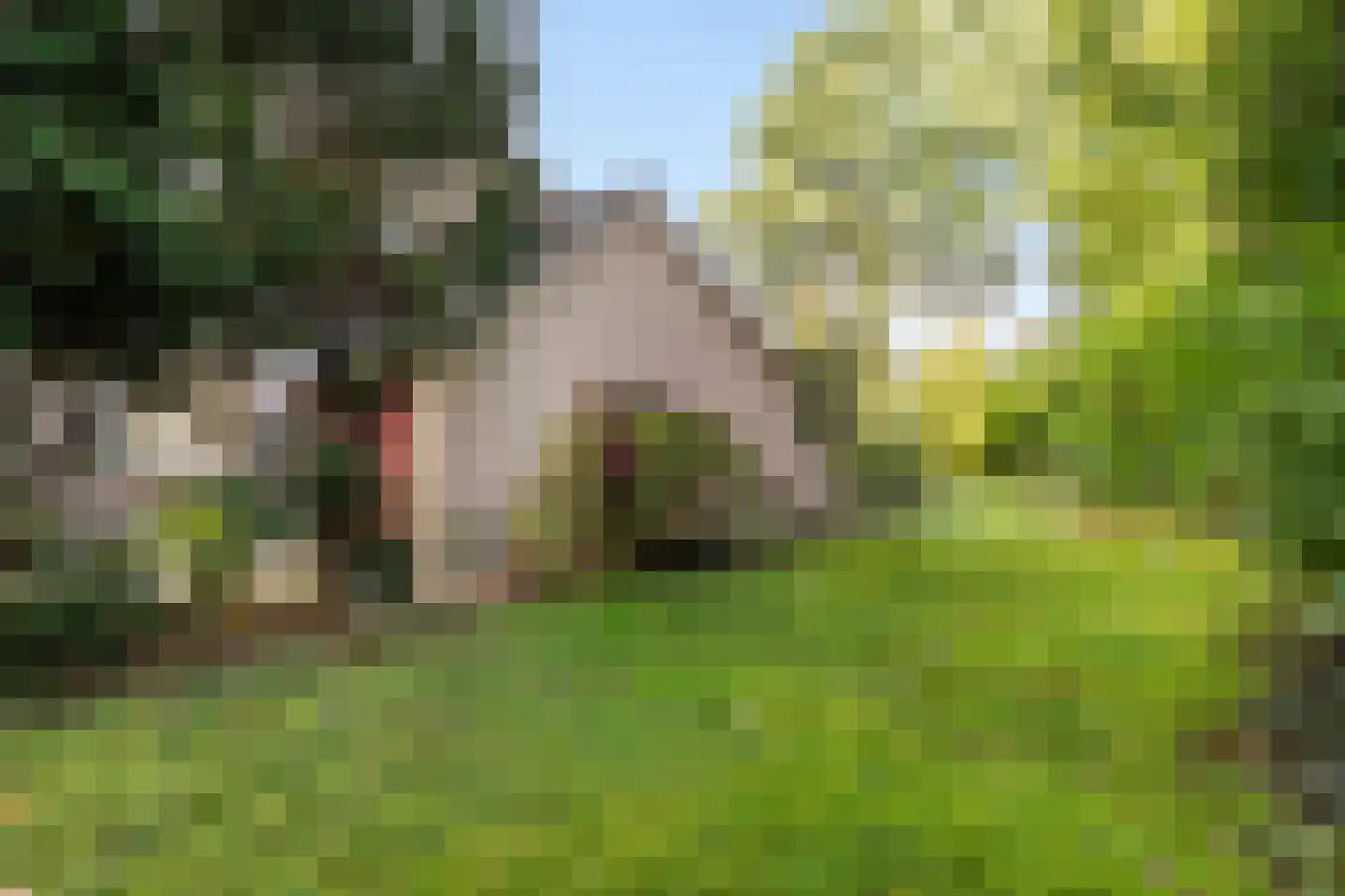 Schapendrift 73 Beilen thumbnail 28