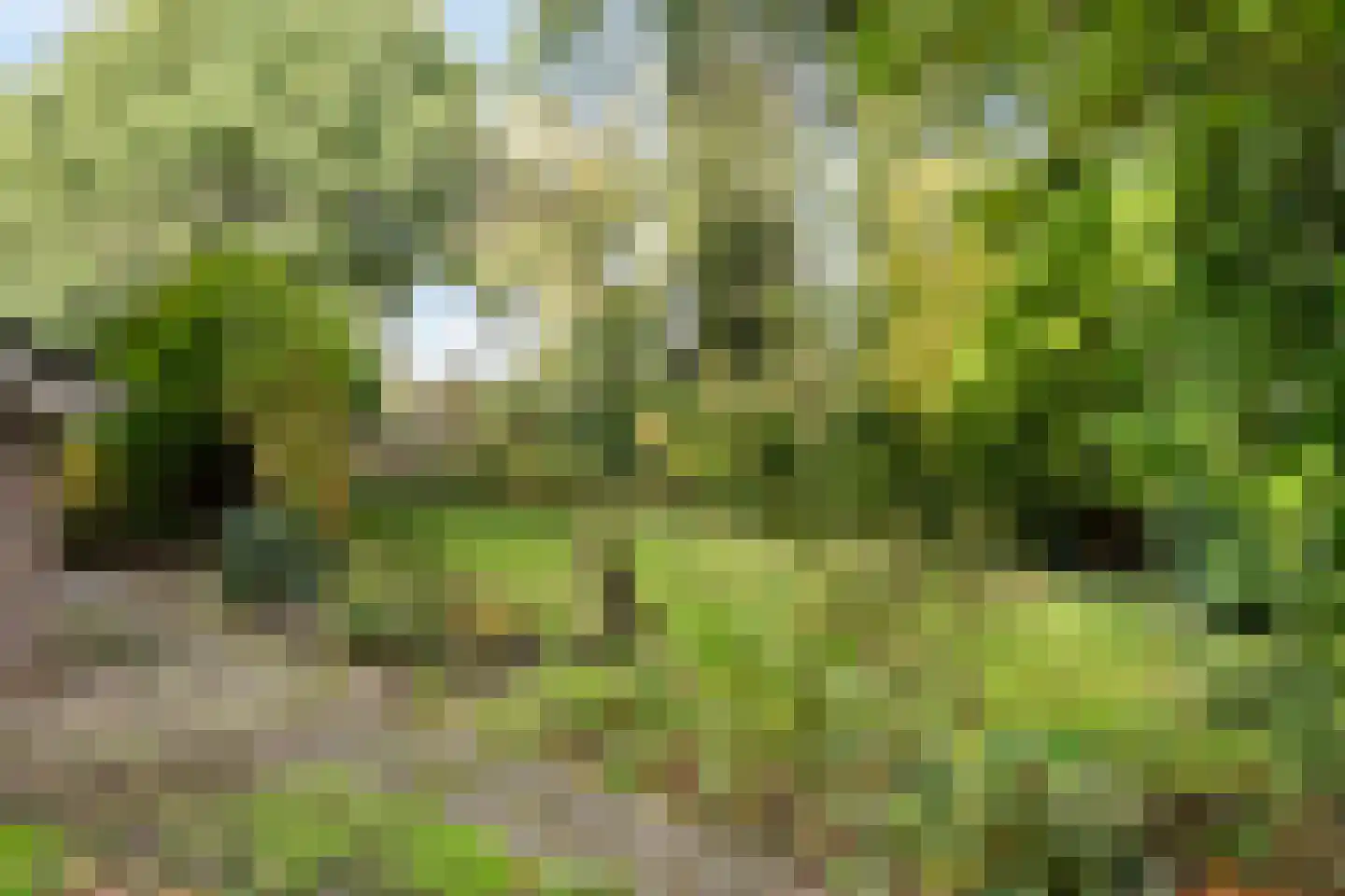 Schapendrift 73 Beilen thumbnail 29