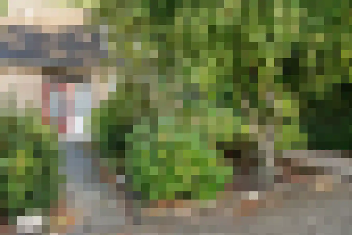 Schapendrift 73 Beilen thumbnail 37