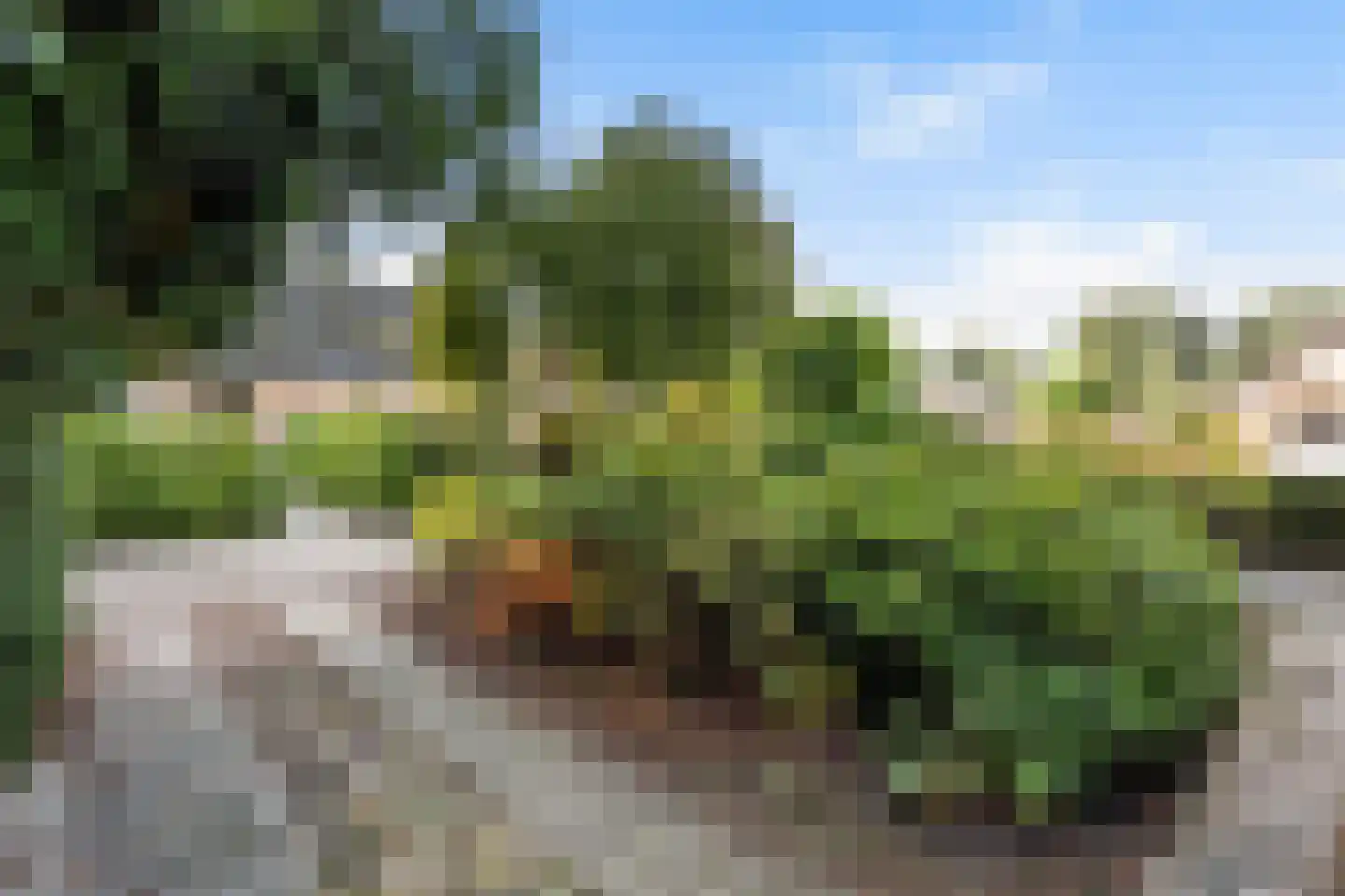 Schapendrift 73 Beilen thumbnail 38