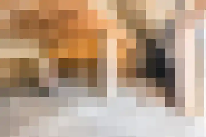 Schapendrift 9 Dalfsen thumbnail 74