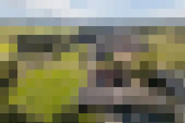 Schapendrift 9 Dalfsen thumbnail 8