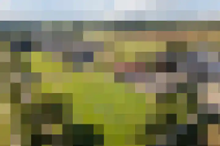 Schapendrift 9 Dalfsen thumbnail 80
