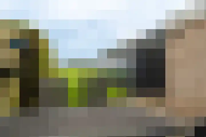 Schapendrift 9 Mussel thumbnail 10