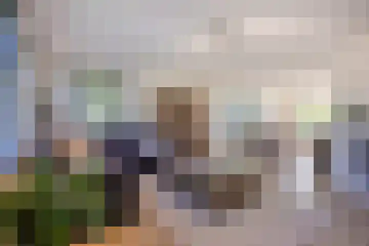 Schapenhei 4 Best thumbnail 13